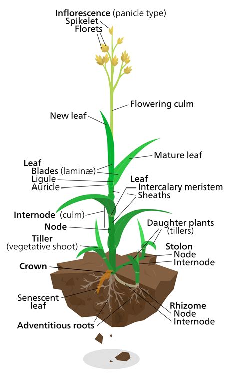 plant diagram to label 